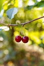 Sweet cherries hanging on a cherry tree branch Royalty Free Stock Photo