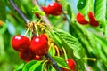 Sweet cherries hanging on a tree branch. Royalty Free Stock Photo