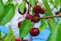 Sweet cherries hanging on a tree branch. Red sweet cherries on the tree. Royalty Free Stock Photo