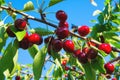 Sweet cherries hanging on a tree branch. Red sweet cherries on the tree. Royalty Free Stock Photo