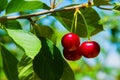 Sweet cherries hanging on a tree branch. Red sweet cherries on the tree. Royalty Free Stock Photo