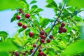 Sweet cherries hanging on a tree branch. Red sweet cherries on the tree. Royalty Free Stock Photo