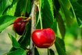 Sweet cherries hanging on a tree branch. Red sweet cherries on the tree. Royalty Free Stock Photo