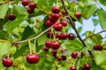 Sweet cherries hanging on a tree branch. Red sweet cherries on the tree. Royalty Free Stock Photo