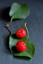 Sweet cherries on leaf Royalty Free Stock Photo