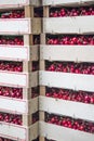 Sweet cherries at the market Royalty Free Stock Photo