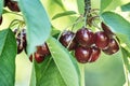 Sweet cherries (prunus avium) Royalty Free Stock Photo