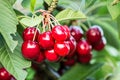 Sweet cherries (prunus avium) Royalty Free Stock Photo