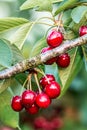 Sweet cherries (prunus avium)