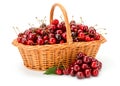 Sweet cherries (Prunus avium) in wicker basket