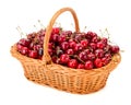 Sweet cherries (Prunus avium) in wicker basket