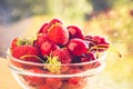 Sweet cherries and strawberries in a glass plate. Green background with bokeh. Bright sunny day. Juicy, tasty fruits Royalty Free Stock Photo
