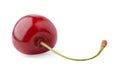 One isolated cherry Royalty Free Stock Photo