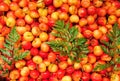 Sweet cherry background/ cherry with leaf Royalty Free Stock Photo