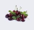 Sweet cherry berries with mint isolated on white background Royalty Free Stock Photo