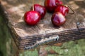 Sweet cherry berries and multi-colored  caterpillar on an old wooden table. Selective focus Royalty Free Stock Photo