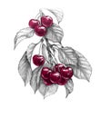 Sweet Cherry Branch with Red Berries Pencil Drawing