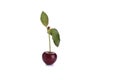 Sweet cherry with cherry leaf isolated on a white background Royalty Free Stock Photo