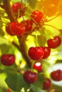 Sweet Cherry Fruit on The Bracnh Royalty Free Stock Photo