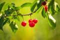 Sweet Cherry Fruit on The Bracnh Royalty Free Stock Photo