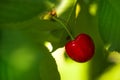 Sweet Cherry Fruit on The Bracnh Royalty Free Stock Photo