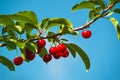 Sweet Cherry Fruit on The Bracnh Royalty Free Stock Photo