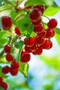 Sweet Cherry Fruit on The Bracnh Royalty Free Stock Photo