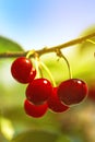 Sweet Cherry Fruit on The Bracnh Royalty Free Stock Photo