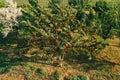 Sweet cherry fruit tree in orchard, high angle aerial view from drone pov Royalty Free Stock Photo