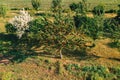 Sweet cherry fruit tree in orchard, high angle aerial view from drone pov Royalty Free Stock Photo