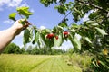 Sweet cherry fruits collecting process. Prunus avium plant. Ripe red berries on tree branch Royalty Free Stock Photo