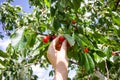 Sweet cherry fruits collecting process. Prunus avium plant. Ripe red berries on tree branch Royalty Free Stock Photo