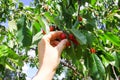 Sweet cherry fruits collecting process. Prunus avium plant. Ripe red berries on tree branch Royalty Free Stock Photo