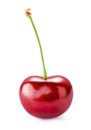 Sweet cherry isolated on white Royalty Free Stock Photo