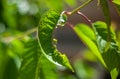 Sweet Cherry Leaf Eaten By Insects Royalty Free Stock Photo