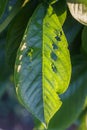 Sweet Cherry Leaf Eaten By Insects Royalty Free Stock Photo