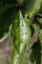 Sweet Cherry Leaf Eaten By Insects Royalty Free Stock Photo