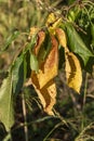 Sweet Cherry Leaf Infected with Blumeriella Jaapii Royalty Free Stock Photo