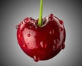 Sweet Cherry. One Cherry with water drops. Cherries Fresh juicy berries. Farm organic fruits. Super macro Royalty Free Stock Photo