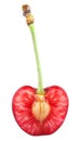 Sweet cherry with petiole Royalty Free Stock Photo