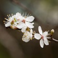 Sweet cherry (Prunus avium) Royalty Free Stock Photo