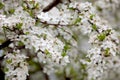 Sweet cherry Prunus avium Royalty Free Stock Photo