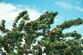 Sweet cherry Prunus avium tree branches full of ripe red fruit in summer