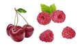 Sweet cherry raspberry watercolor illustration isolated on white background Royalty Free Stock Photo