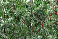 Sweet cherry red berries on a tree branch Royalty Free Stock Photo