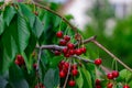 Sweet cherry red berries on a tree branch close up Royalty Free Stock Photo