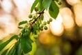 Sweet cherry red berries on a tree branch Royalty Free Stock Photo