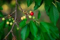 Sweet cherry red berries on a tree branch Royalty Free Stock Photo