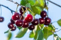 Sweet cherry red berries on a tree branch Royalty Free Stock Photo