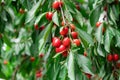 Sweet cherry red berries on a tree branch close up Royalty Free Stock Photo